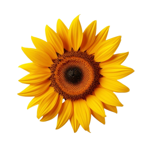 cropped-One_sunflower_alone_-10-removebg-preview.png